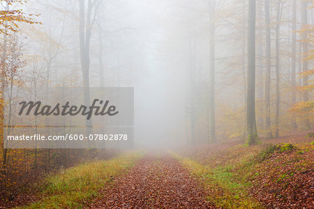 Path through Misty European Beech (Fagus sylvatica) Forest, Spessart, Bavaria, Germany