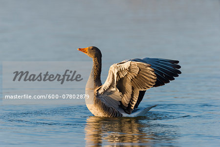 Greylag Goose (Anser anser) on Lake, Hesse, Germany