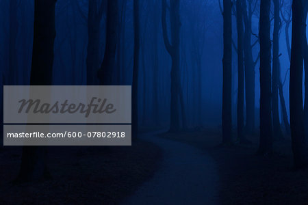 Coastal Beech Forest with Path and Fog in Night, Gespensterwald, Nienhagen, Bad Doberan, Western Pomerania, Germany Coastal Beech Forest with Path and Fog in Night, Gespensterwald, Nienhagen, Bad Doberan, Western Pomerania, Germany