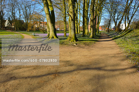 Forked Path in Spring, Husum Schlosspark, Schleswig-Holstein, Germany