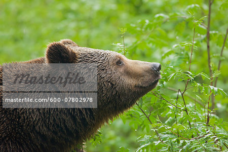 European Brown Bear (Ursus arctos arctos), Bavarian Forest National Park, Bavaria, Germany