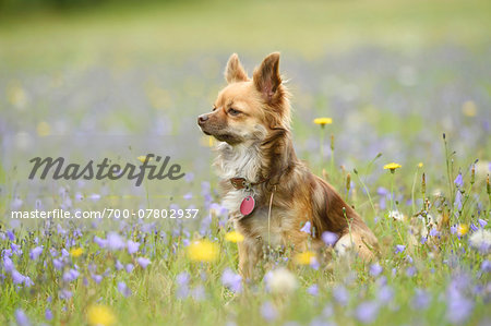 Portrait of Chihuahua in Flower Meadow in Summer, Bavaria, Germany