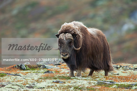 Muskox (Ovibos moschatus), Dovrefjell Sunndalsfjella National Park, Norway