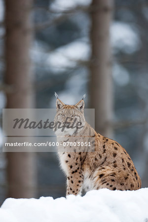 Portrait of European Lynx (Lynx lynx) in winter, Nationalpark Bayerischer Wald, Bavarian Forest National Park, Germany