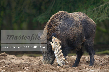 Wild Boars (Sus scrofa), Mother with Young, Germany