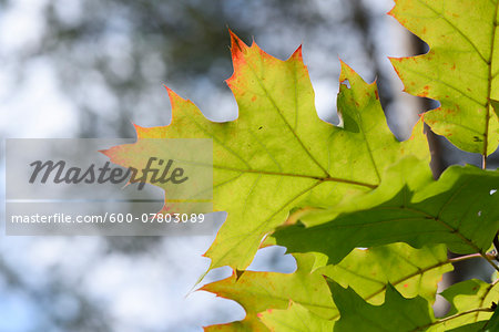 Close-up of northern red oak or champion oak (Quercus rubra) leaves in a forest in autumn, Upper Palatinate, Bavaria, Germany