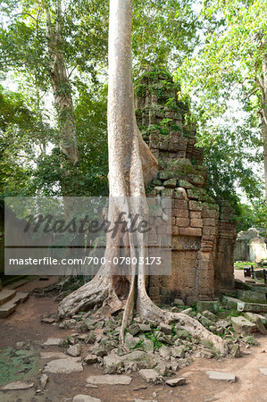 Kapok tree growing in the ruins of Preah Khan Temple, UNESCO World Heritage Site, Angkor, Siem Reap, Cambodia, Indochina, Southeast Asia, Asia
