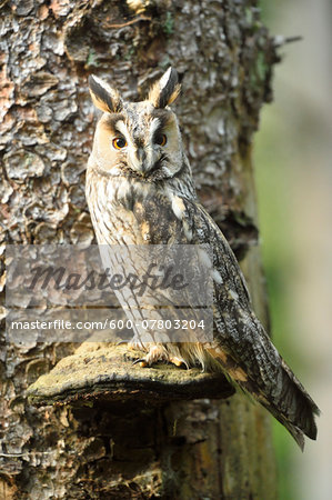 Close-up of a long-eared owl (Asio otus) sitting on a mushroom growing on a tree trunk in autumn, Bavarian Forest National Park, Bavaria, Germany