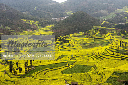 Field terraces of blooming oil seed rape plants, Luoping,Yunnan, China