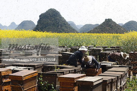 Swarms of bees and three beekeepers working next to fields with yellow blooming oil seed rape plants, Luoping,Yunnan, China