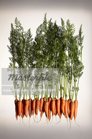 A row of fresh carrots with roots and leaves