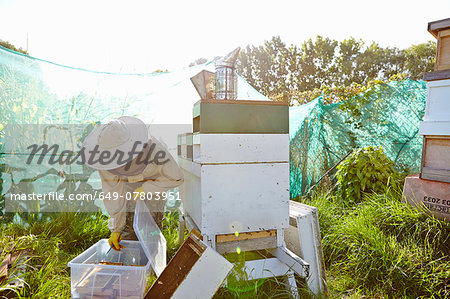 Female beekeeper putting honeycomb trays into plastic container on city allotment