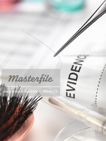 Hair sample collected from crime scene for genetic testing in laboratory Hair sample collected from crime scene for genetic testing in laboratory