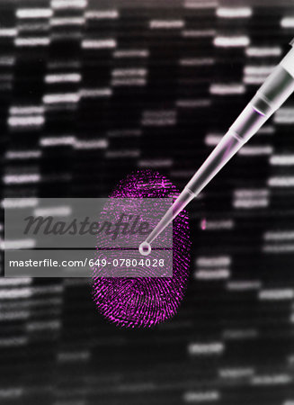 DNA sample being pipetted onto human fingerprint and DNA gel to illustrate genetic engineering