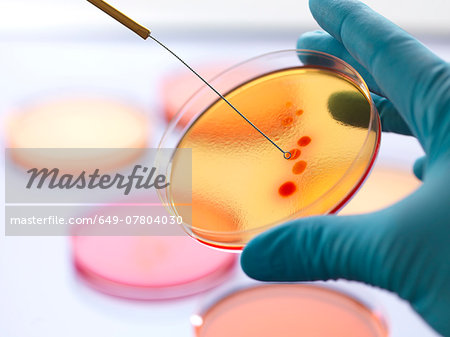 Close up of male scientist hand inoculating an agar plates with bacteria in microbiology lab