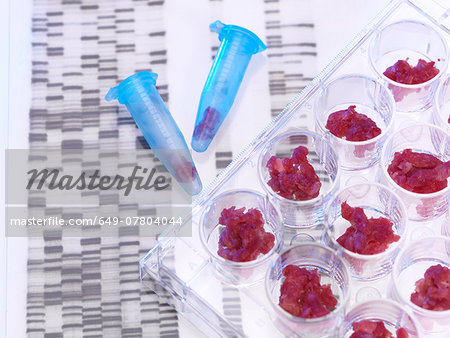 Meat samples being DNA tested in food standards laboratory Meat samples being DNA tested in food standards laboratory