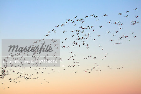 Flock of flamingos (phoenicopterus roseus) flying overhead at dawn, Putzu Idu, Sardinia, Italy