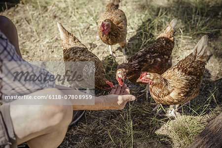 Man feeding four chickens.