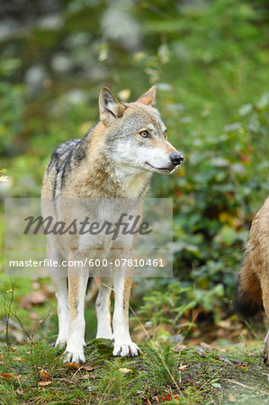 Eurasian Wolf (Canis lupus lupus) in Forest in Autumn, Bavarian Forest National Park, Bavaria, Germany