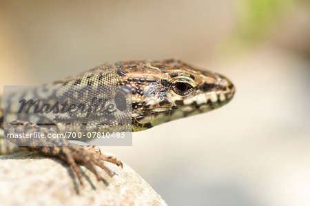 Close-up of Common Wall Lizard (Podarcis muralis) in Autumn, Lago di Garda, Italy