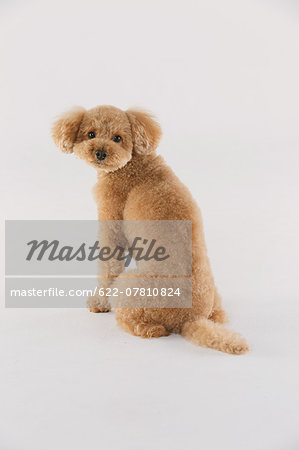 Toy poodle