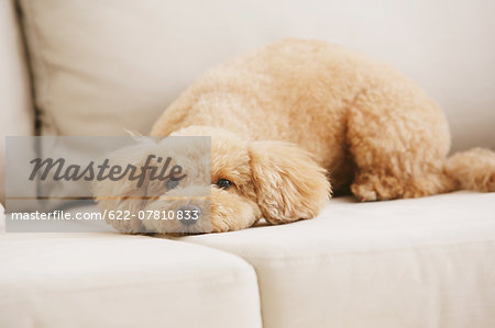 Toy poodle on sofa