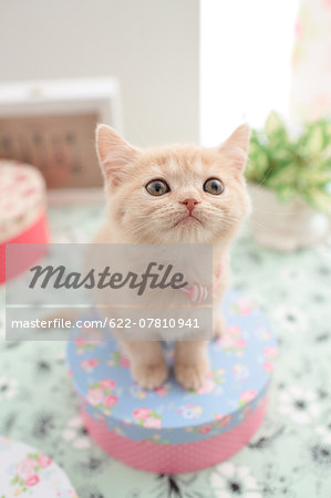 Domestic cat Domestic cat