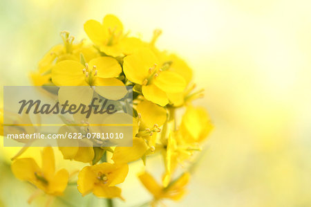 Field mustard