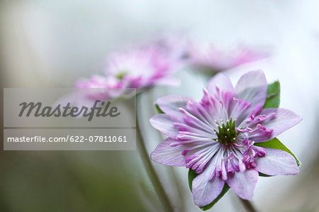 Hepatica