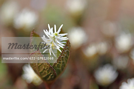 Chloranthus Japonicus Chloranthus Japonicus
