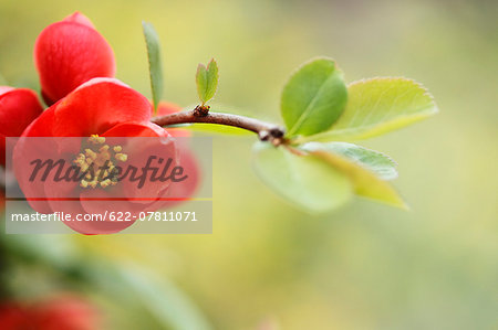 Red flowers Red flowers