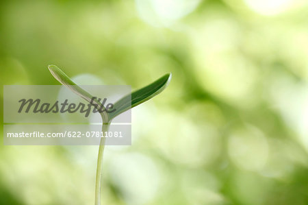 Sprouting leaf Sprouting leaf