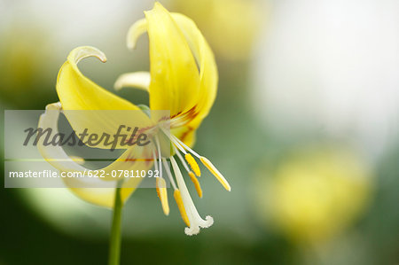 Japanese dog tooth violet