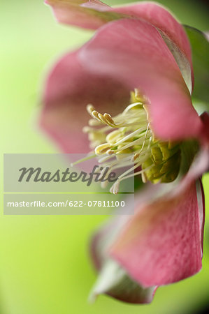 Christmas rose Christmas rose