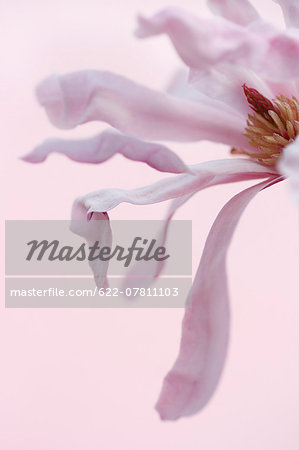 Magnolia Stellata Magnolia Stellata