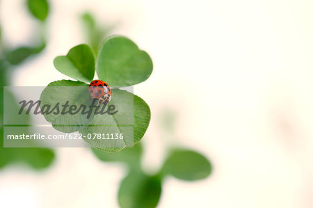 Ladybug on clover Ladybug on clover