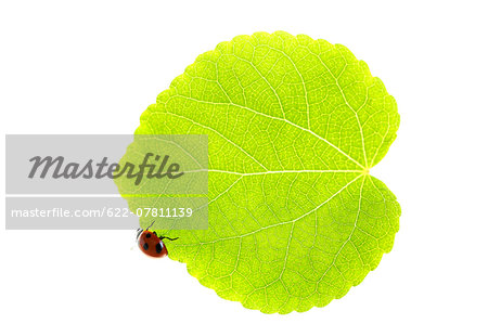 Ladybug on leaf