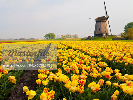 Windmill and tulip field near Schermerhorn, North Holland, Netherlands, Europe