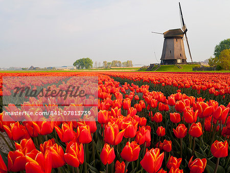 Windmill and tulip field near Schermerhorn, North Holland, Netherlands, Europe