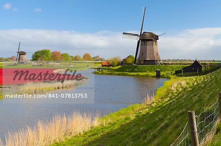 Windmills and tulip field near Schermerhorn, North Holland, Netherlands, Europe Windmills and tulip field near Schermerhorn, North Holland, Netherlands, Europe