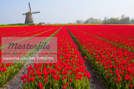 Field of tulips and windmill, near Obdam, North Holland, Netherlands, Europe