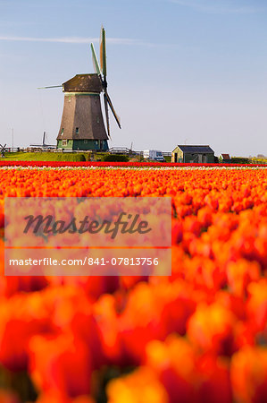 Field of tulips and windmill, near Obdam, North Holland, Netherlands, Europe Field of tulips and windmill, near Obdam, North Holland, Netherlands, Europe