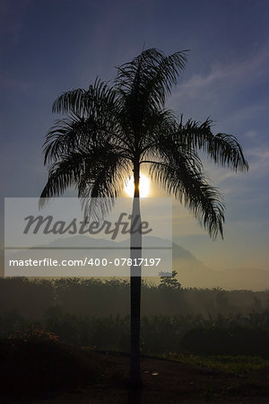 sunrise behind the palm trees with mountain views