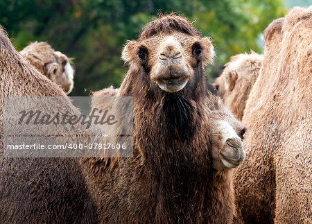 A shot of a group of bactrian camels