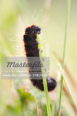 Detail of the woolly bear eating grass