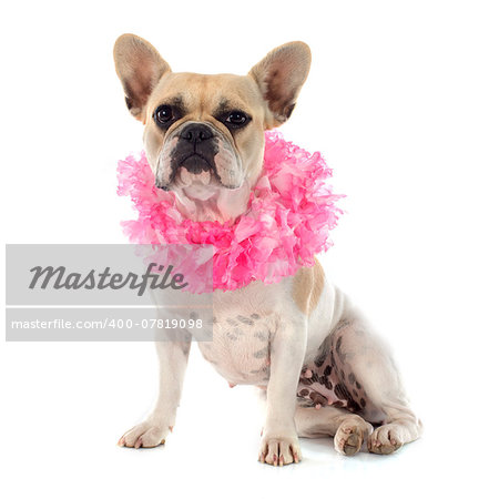 french bulldog in front of white background