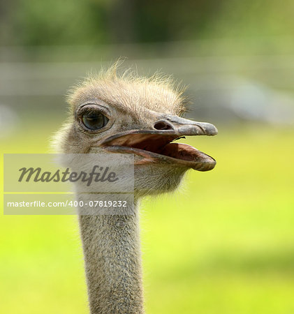 Rhea head closeup commonly seen in South America