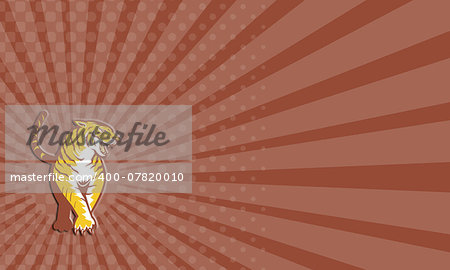 Business card showing illustration of an angry tiger prowling looking to the side viewed from front on isolated white background done in retro style.