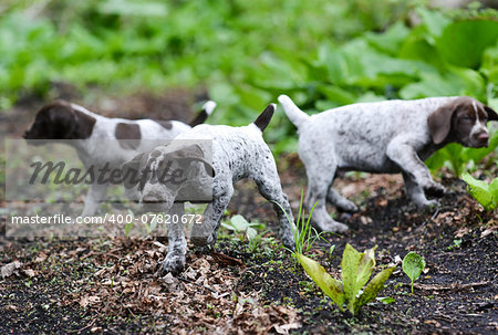 german shorthaired pointer litter running in the forest - 8 weeks old