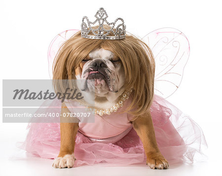 english bulldog wearing blonde wig and princess costume